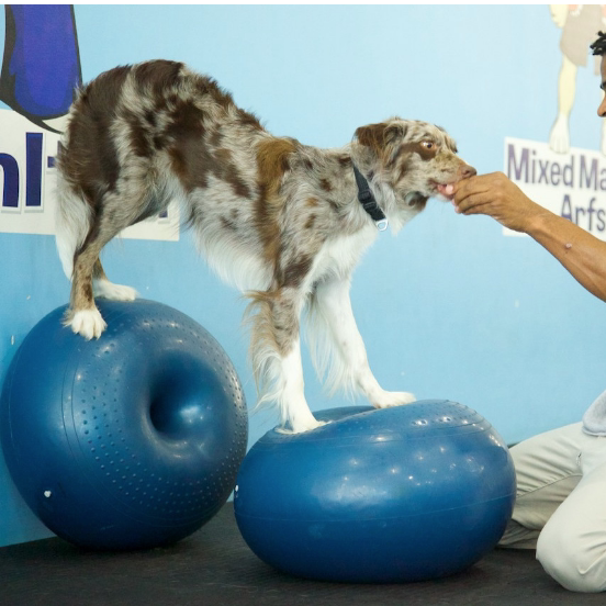 Balance Disc Cushion Dog Balan - Balance Cushion Disc 리뷰 및 가격